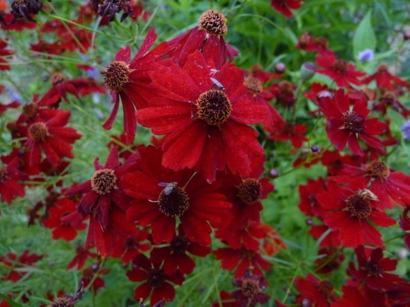 Menyecskeszem Mahagony Midget, Coreopsis tinctoria , virág